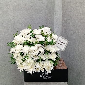 ديلايت بلومز